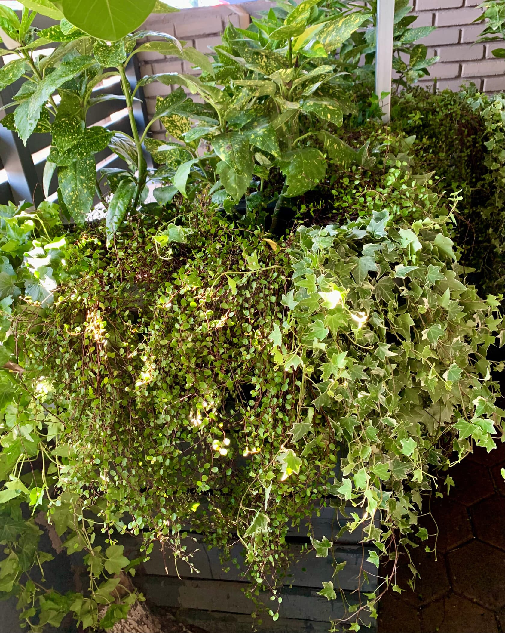 Container Landscaping of a Shaded Terrace for a Hotel in Alimos