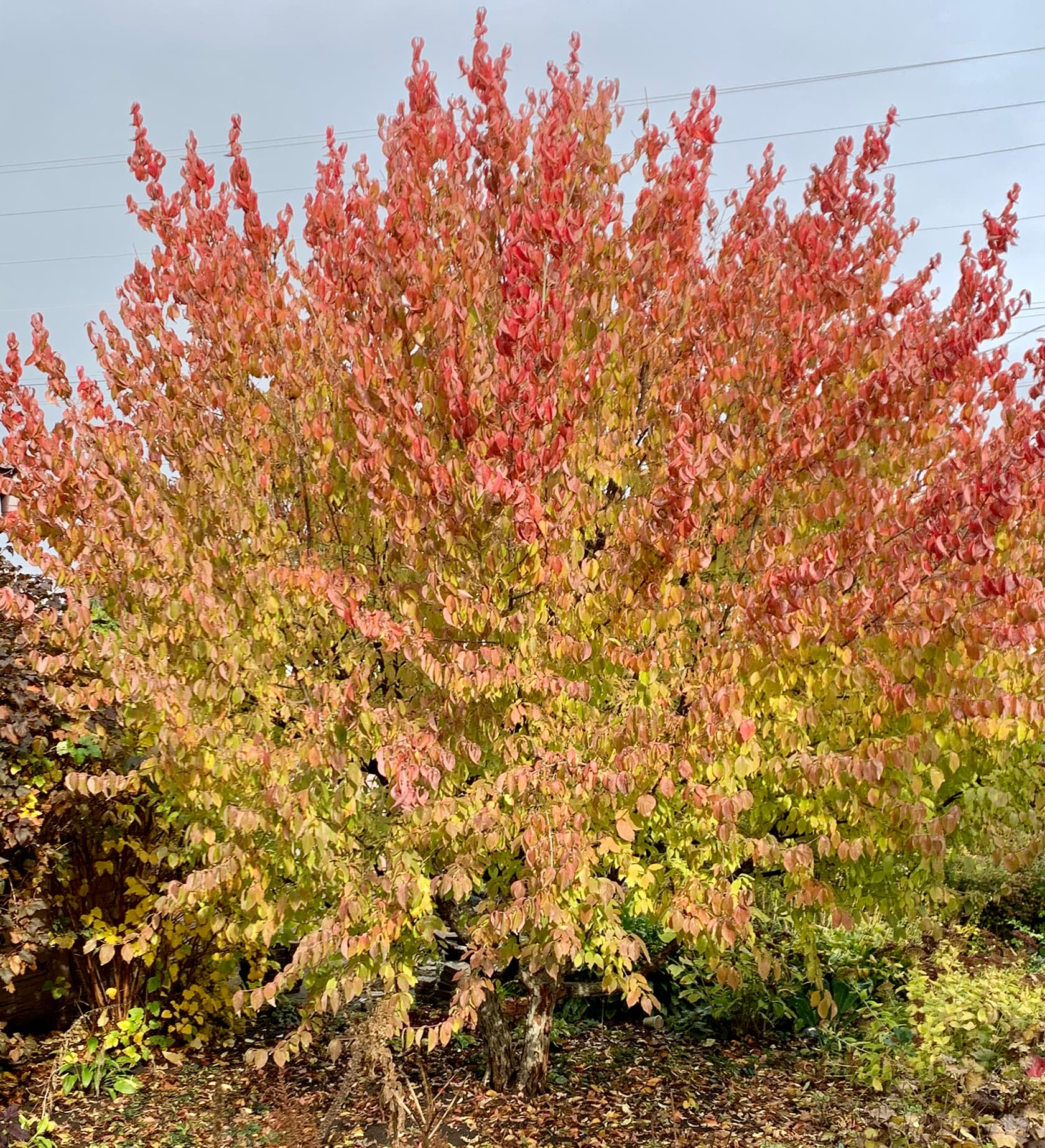 What Defines a Well-Kept Garden?