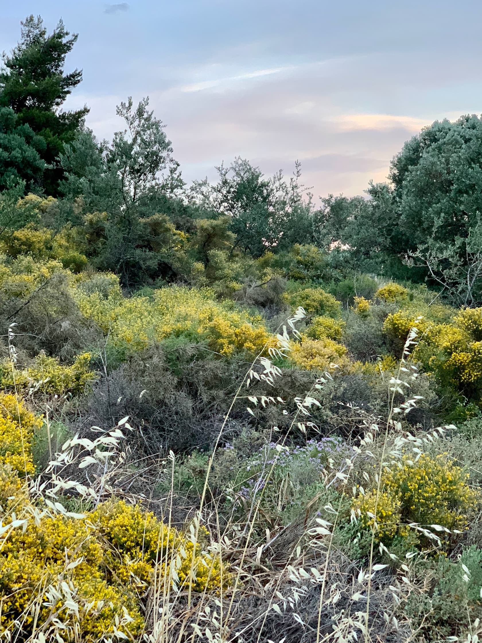 Shrub Communities of the Mediterranean Region