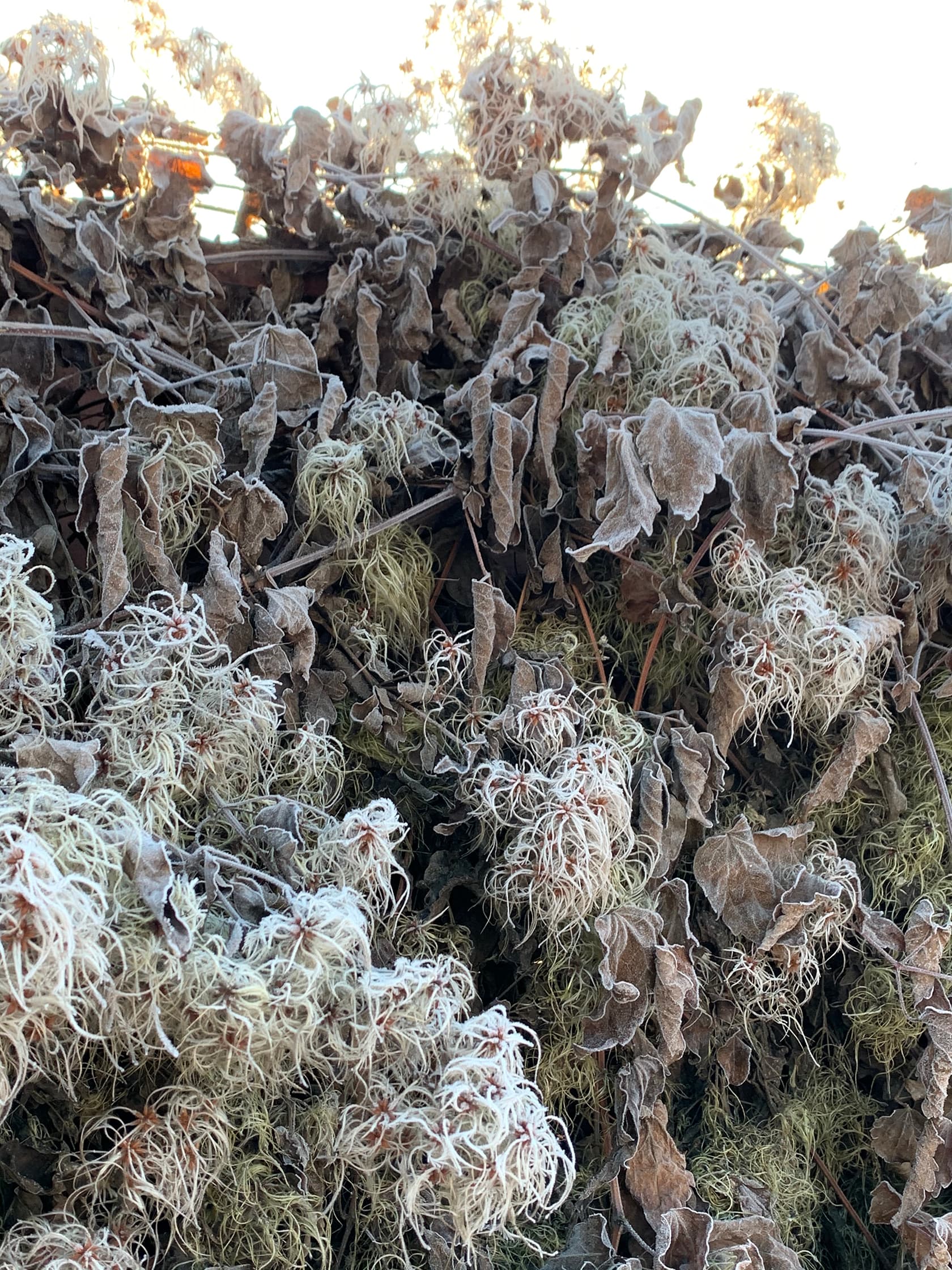 Winter Aesthetics of the Garden