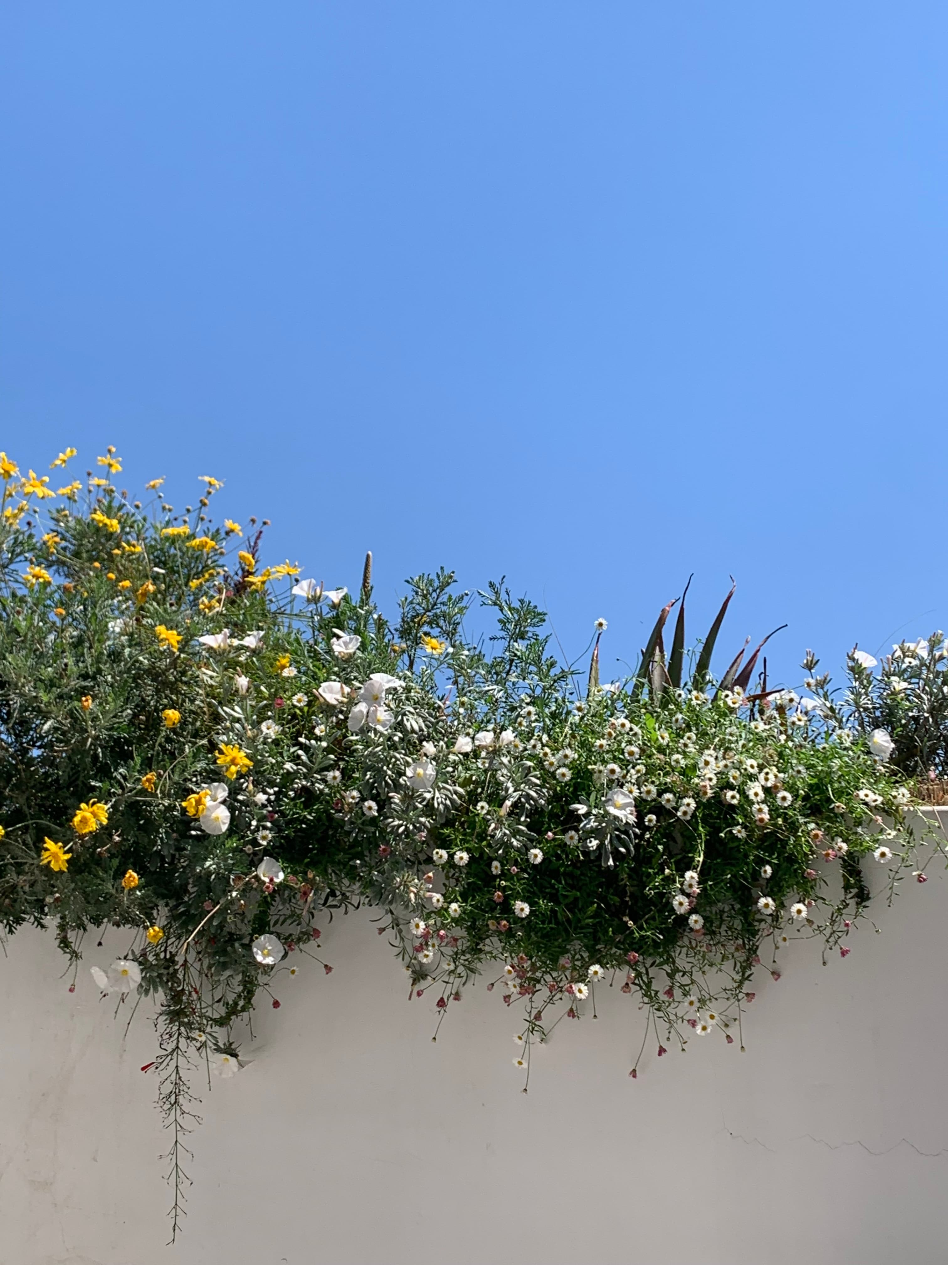 Part of a Four-Level Planting Design Project for a Townhouse, Kifisia
